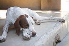 SIESTA, Hund, Mischlingshund in Spanien - Bild 5