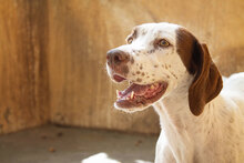 SIESTA, Hund, Mischlingshund in Spanien - Bild 7