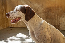 SIESTA, Hund, Mischlingshund in Spanien - Bild 8