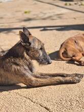 NELO, Hund, Mischlingshund in Spanien - Bild 10