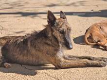 NELO, Hund, Mischlingshund in Spanien - Bild 9