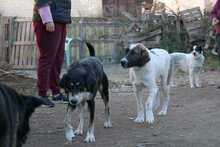 BOUBOU, Hund, Mischlingshund in Griechenland - Bild 10