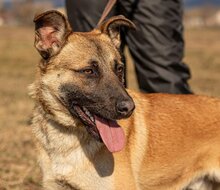 IRAM, Hund, Mischlingshund in Ungarn - Bild 1