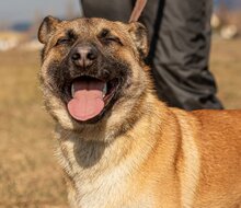 IRAM, Hund, Mischlingshund in Ungarn - Bild 2