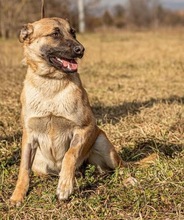 IRAM, Hund, Mischlingshund in Ungarn - Bild 3