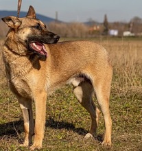 IRAM, Hund, Mischlingshund in Ungarn - Bild 5