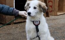 SUNNY, Hund, Herdenschutzhund-Mix in München