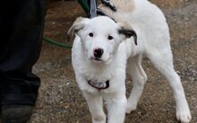 ATLAS, Hund, Herdenschutzhund-Mix in München