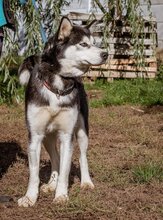 JANA, Hund, Siberian Husky-Mix in Ungarn - Bild 1