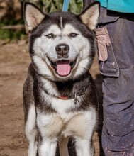 JANA, Hund, Siberian Husky-Mix in Ungarn - Bild 2