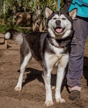 JANA, Hund, Siberian Husky-Mix in Ungarn - Bild 3