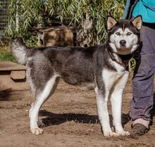 JANA, Hund, Siberian Husky-Mix in Ungarn - Bild 4