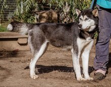 JANA, Hund, Siberian Husky-Mix in Ungarn - Bild 5