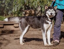 JANA, Hund, Siberian Husky-Mix in Ungarn - Bild 6