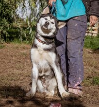 JANA, Hund, Siberian Husky-Mix in Ungarn - Bild 7