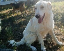 PIPPA, Hund, Mischlingshund in Griechenland - Bild 2