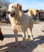 PIPPA, Hund, Mischlingshund in Griechenland - Bild 3