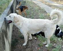 IRO, Hund, Mischlingshund in Griechenland - Bild 2