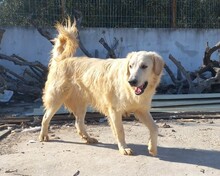 IRO, Hund, Mischlingshund in Griechenland - Bild 3