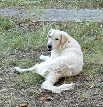 IRO, Hund, Mischlingshund in Griechenland - Bild 4