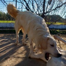 IRO, Hund, Mischlingshund in Griechenland - Bild 5