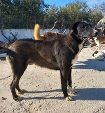 HEKTOR, Hund, Mischlingshund in Griechenland - Bild 1