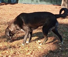 HEKTOR, Hund, Mischlingshund in Griechenland - Bild 2