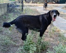 HEKTOR, Hund, Mischlingshund in Griechenland - Bild 3