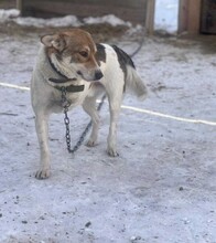 KARANDASCH, Hund, Mischlingshund in Berlin