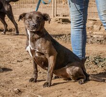 ALIZ, Hund, Mischlingshund in Ungarn - Bild 2