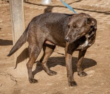 ALIZ, Hund, Mischlingshund in Ungarn - Bild 4