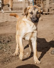 STELLA, Hund, Mischlingshund in Ungarn - Bild 1