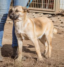 STELLA, Hund, Mischlingshund in Ungarn - Bild 2