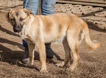 STELLA, Hund, Mischlingshund in Ungarn - Bild 3