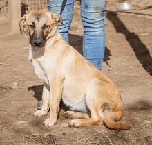 STELLA, Hund, Mischlingshund in Ungarn - Bild 4