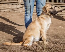 STELLA, Hund, Mischlingshund in Ungarn - Bild 5