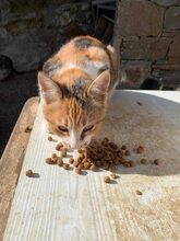 AMBER, Katze, Europäisch Kurzhaar in Griechenland - Bild 3