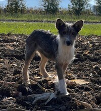 HACHIKO, Hund, Mischlingshund in Rumänien - Bild 3