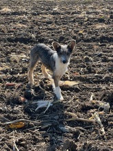 HACHIKO, Hund, Mischlingshund in Rumänien - Bild 4