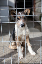 HACHIKO, Hund, Mischlingshund in Rumänien - Bild 5