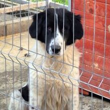 MARLIES, Hund, Herdenschutzhund-Mix in Rumänien - Bild 1