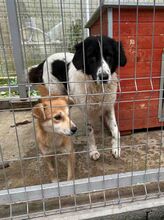 MARLIES, Hund, Herdenschutzhund-Mix in Rumänien - Bild 2