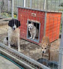 MARLIES, Hund, Herdenschutzhund-Mix in Rumänien - Bild 4