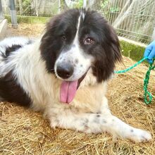 MARLIES, Hund, Mischlingshund in Rumänien