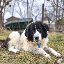 MARLIES, Hund, Rumänischer Schäferhund in Rumänien