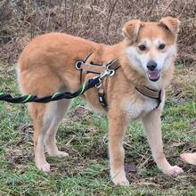 ROSI, Hund, Mischlingshund in Lennestadt - Bild 1