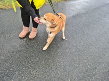 ROSI, Hund, Mischlingshund in Lennestadt - Bild 10