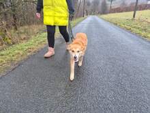 ROSI, Hund, Mischlingshund in Lennestadt - Bild 8