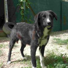 LEON, Hund, Mischlingshund in Rumänien - Bild 3