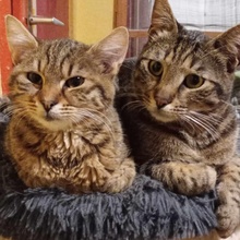 RONNY, Katze, Europäisch Kurzhaar in Bulgarien - Bild 16